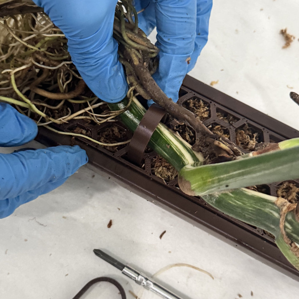 Plant clamp holding a monstera stem against a moss-filled ModuMoss pole