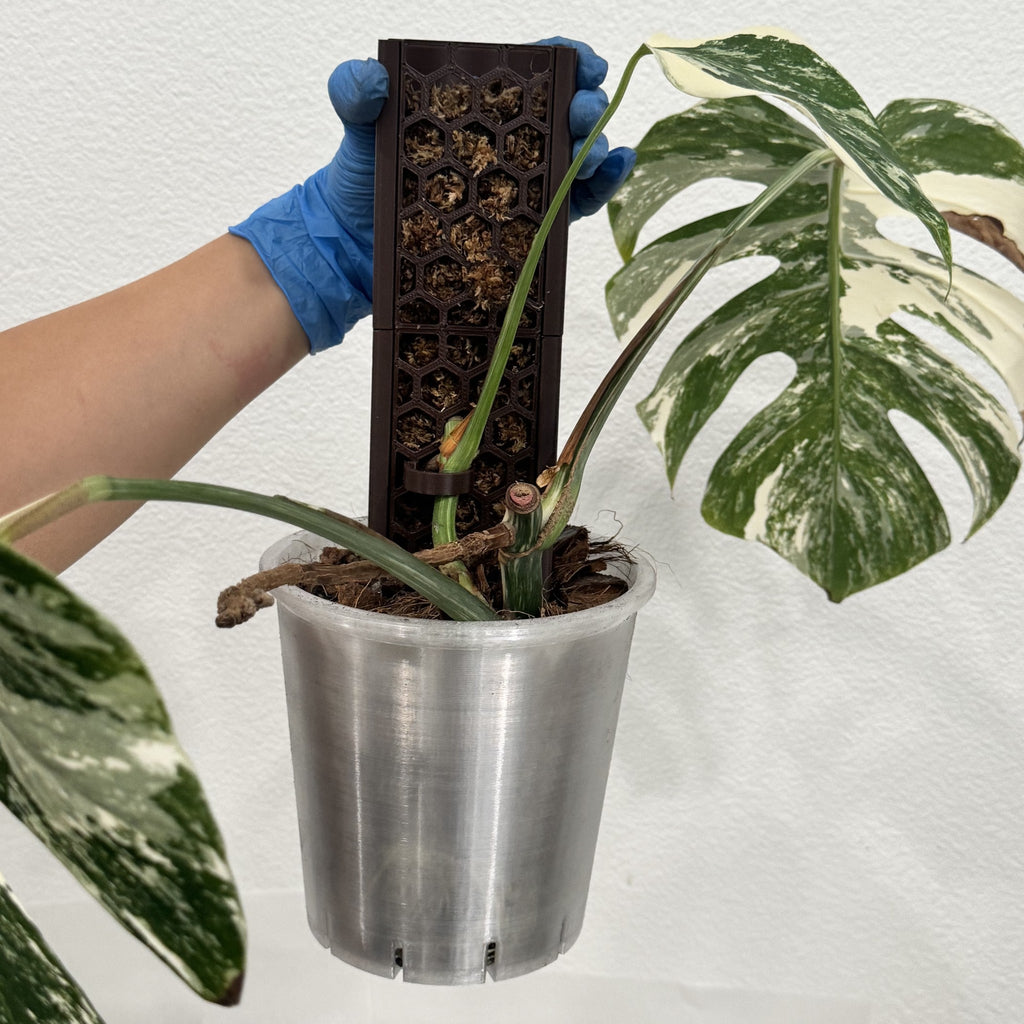 Variegated monstera climbing a ModuMoss pole in a translucent anchor pot
