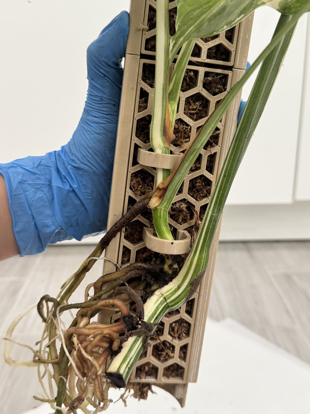 Monstera stem clamped to an Oak ModuMoss pole